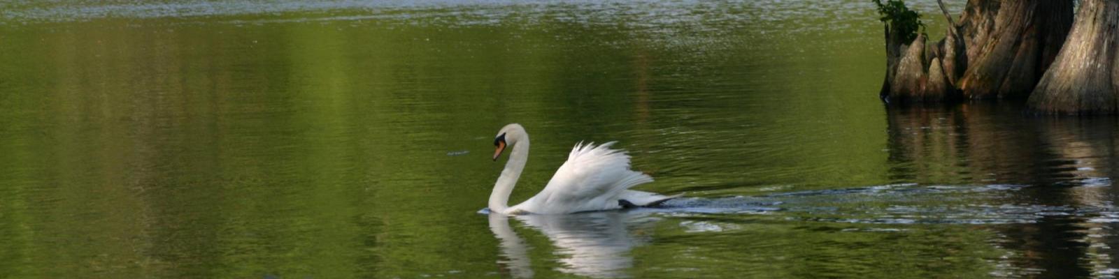 Swan Lake